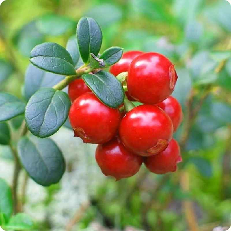 Cranberry Tree Plant Live in 3 Inch Pot, Low Bush Groundcover, Red Cranberries Tree Viburnum Plant, Edible Cranberry Tree Live for Growing