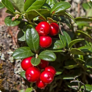Cranberry Tree Plant Live in 3 Inch Pot, Low Bush Groundcover, Red Cranberries Tree Viburnum Plant, Edible Cranberry Tree Live for Growing