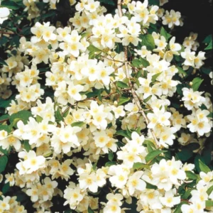 Mock Orange Bush, Mock Orange Shrub Live Plant, Sweet Fragrant Mock Orange Plants Tree Live, Philadelphus in 4 Inc Pot