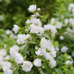 Fragrant Mock Orange Plants Tree Live Shrub House Plant Mock Orange Bush, Philadelphus Plant in 4 Inc Pot