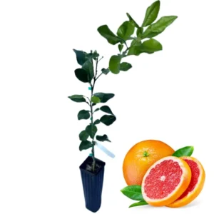 Ruby Red Grapefruit Tree Live Plant in Pot, 1 to 3 Ft Tall, Live Pomelo Tree for Growing, Can Not Ship to TX, FL, AZ, CA, LA, HI