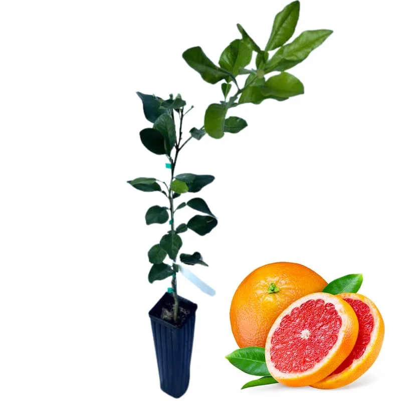 Ruby Red Grapefruit Tree Live Plant in Pot, 1 to 3 Ft Tall, Live Pomelo Tree for Growing, Can Not Ship to TX, FL, AZ, CA, LA, HI