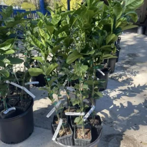 Ruby Red Grapefruit Tree Live Plant in Pot, 1 to 3 Ft Tall, Live Pomelo Tree for Growing, Can Not Ship to TX, FL, AZ, CA, LA, HI