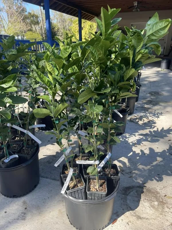 Ruby Red Grapefruit Tree Live Plant in Pot, 1 to 3 Ft Tall, Live Pomelo Tree for Growing, Can Not Ship to TX, FL, AZ, CA, LA, HI