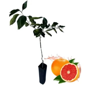 12 to 24 Inch Ruby Red Grapefruit Tree Live Plant in Pot, Pomelo Tree Plant, Well Rooted, Can Not Ship to TX, FL, AZ, CA, LA, HI