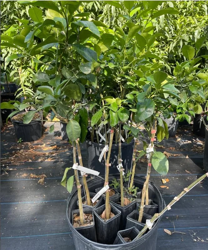 12 to 24 Inch Ruby Red Grapefruit Tree Live Plant in Pot, Pomelo Tree Plant, Well Rooted, Can Not Ship to TX, FL, AZ, CA, LA, HI