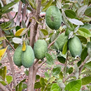 Live Pineapple Guava Plant Tree, Sweet Fragrant Guava Tree, Cold Hardy Guava Plant for Planting, Very Well Rooted, 5 to 10 Inc Tall