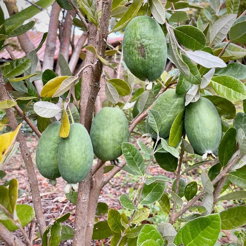 Live Pineapple Guava Plant Tree, Sweet Fragrant Guava Tree, Cold Hardy Guava Plant for Planting, Very Well Rooted, 5 to 10 Inc Tall