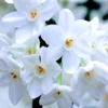 Ziva Paperwhite Narcissus Bulbs, 3 Bulbs for Planting, Very Fragrant, Sweet Daffodils, White Blooms
