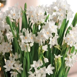 Ziva Paperwhite Narcissus Bulbs, 3 Bulbs for Planting, Very Fragrant, Sweet Daffodils, White Blooms