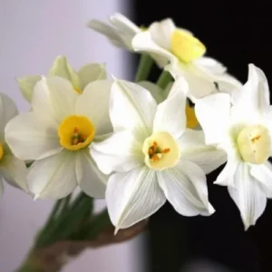 Ziva Paperwhite Narcissus Bulbs, 3 Bulbs for Planting, Very Fragrant, Sweet Daffodils, White Blooms