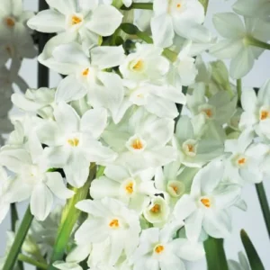 Ziva Paperwhite Narcissus Bulbs, 3 Bulbs for Planting, Very Fragrant, Sweet Daffodils, White Blooms