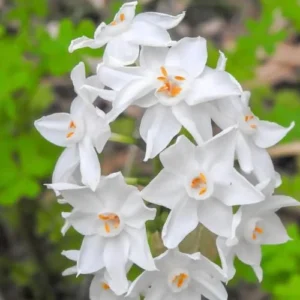 Ziva Paperwhite Narcissus Bulbs, 3 Bulbs for Planting, Very Fragrant, Sweet Daffodils, White Blooms