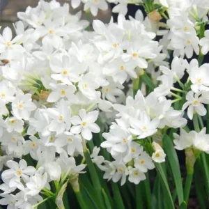 Ziva Paperwhite Narcissus Bulbs, 3 Bulbs for Planting, Very Fragrant, Sweet Daffodils, White Blooms