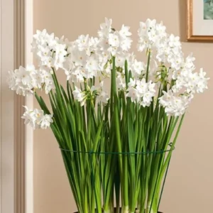 Ziva Paperwhite Narcissus Bulbs, 3 Bulbs for Planting, Very Fragrant, Sweet Daffodils, White Blooms