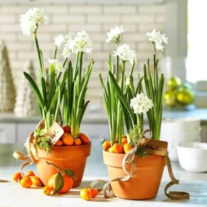 Ziva Paperwhite Narcissus Bulbs, 3 Bulbs for Planting, Very Fragrant, Sweet Daffodils, White Blooms