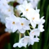 3 Ziva Paperwhite Narcissus Bulbs for Planting, Sweet White Daffodils Blooms, Very Fragrant