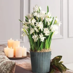 3 Ziva Paperwhite Narcissus Bulbs for Planting, Sweet White Daffodils Blooms, Very Fragrant