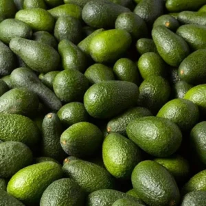 Avocado HASS Tree Live Plant Seedling in 4 Inc Pot, 1 Year Old Well Rooted Avocado Plant Live for Planting, Sweet Avocado Tree Plant for Growing Indoor Outdoor, Green