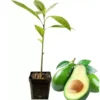 Set 2 Hass Avocado Tree Live Plant Seedlings, 1 Year Old Well Rooted Hass Avocado Tree in 4 Inc Pot for Planting, Live Avocado Plant, 14 Inch to 16 Inch in Tall