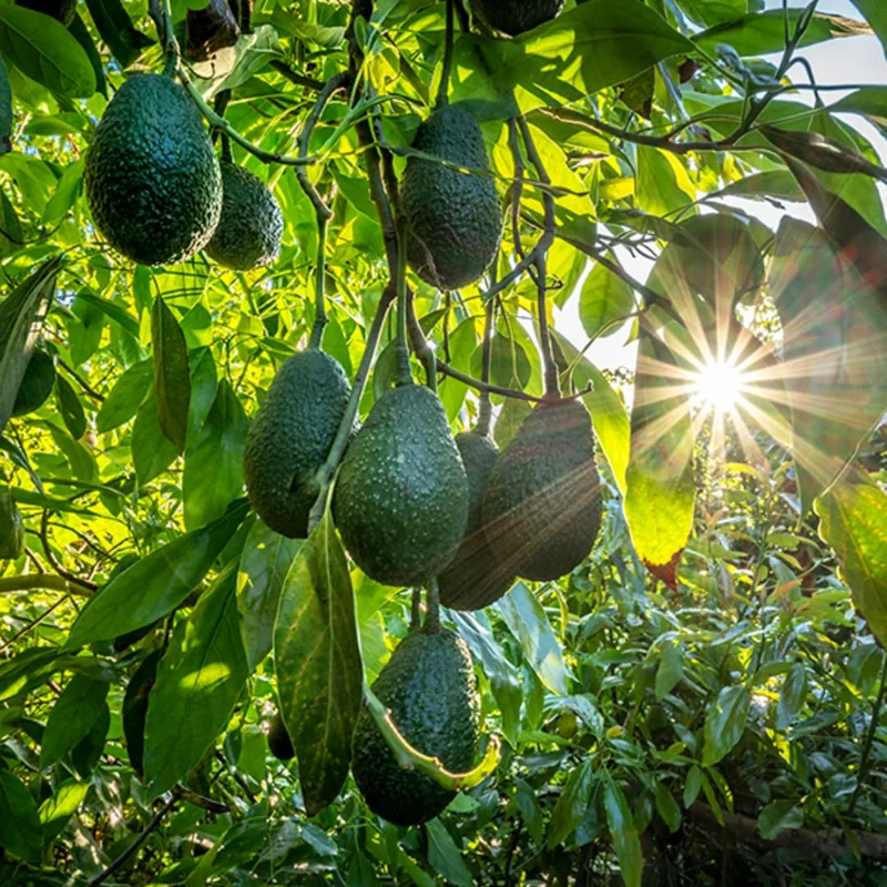 Set 2 Hass Avocado Tree Live Plant Seedlings, 1 Year Old Well Rooted Hass Avocado Tree in 4 Inc Pot for Planting, Live Avocado Plant, 14 Inch to 16 Inch in Tall