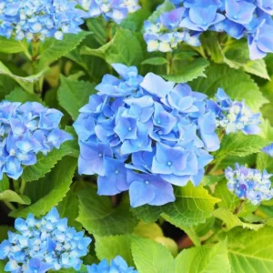 Blue Bigleaf Hydrangea Live Plant in 2.5 Inch Pot, Hydrangea Tree Shrub Bush Perennial Outdoor Planting