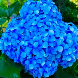 Blue Bigleaf Hydrangea Live Plant in 2.5 Inch Pot, Hydrangea Tree Shrub Bush Perennial Outdoor Planting