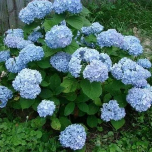 Blue Bigleaf Hydrangea Live Plant in 2.5 Inch Pot, Hydrangea Tree Shrub Bush Perennial Outdoor Planting