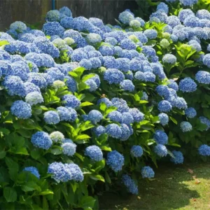 Blue Bigleaf Hydrangea Live Plant in 2.5 Inch Pot, Hydrangea Tree Shrub Bush Perennial Outdoor Planting