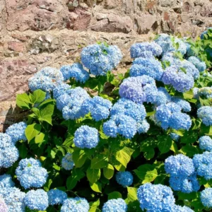 Blue Bigleaf Hydrangea Live Plant in 2.5 Inch Pot, Hydrangea Tree Shrub Bush Perennial Outdoor Planting