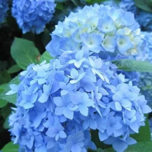Blue Bigleaf Hydrangea Live Plant in 2.5 Inch Pot, Hydrangea Tree Shrub Bush Perennial Outdoor Planting