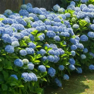 Blue Bigleaf Hydrangea Live Plant in 2.5 Inch Pot, Hydrangea Tree Shrub Bush Perennial Outdoor Planting