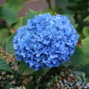 Blue Bigleaf Hydrangea Live Plant in 2.5 Inch Pot, Hydrangea Tree Shrub Bush Perennial Outdoor Planting