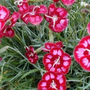 Ruby Red Dianthus Plant Live Carnation Planting Perennial, Very Fragrant in 2.5 Inch Pot