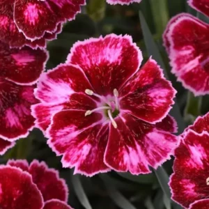 Ruby Red Dianthus Plant Live Carnation Planting Perennial, Very Fragrant in 2.5 Inch Pot