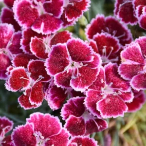 Ruby Red Dianthus Plant Live Carnation Planting Perennial, Very Fragrant in 2.5 Inch Pot