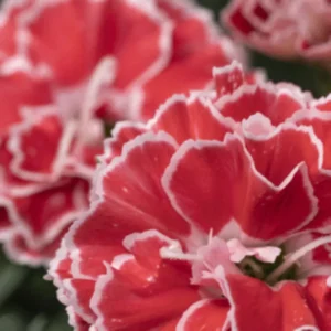 Crush Orange Dianthus Plant Live Carnation Planting Perennial, Very Fragrant in 2.5 Inch Pot