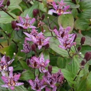 Dark Pink Blue Toad Lily Live Plant, Hardy Lily for Planting, Shade in 2.5 Inch Pot
