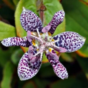 Dark Pink Blue Toad Lily Live Plant, Hardy Lily for Planting, Shade in 2.5 Inch Pot