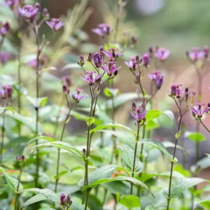 Dark Pink Blue Toad Lily Live Plant, Hardy Lily for Planting, Shade in 2.5 Inch Pot
