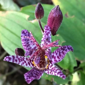 Pink Toad Lily Live Plant in 2.5 Inch Pot for Planting Indoor Outdoor