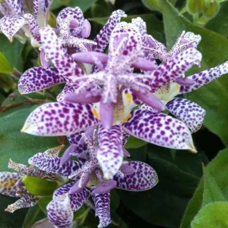 Dark Pink Purple Hardy Toad Lily Plant in 2.5 Inch Pot, Live Lily Plant Grow Indoor Outdoor