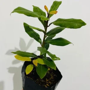 Sweet Bay Laurel Herb Plant, 1 Year Old Laurus Nobilis Bay Leaf Live Plant, Zone 8-11, Bay Leaf Tree for Indoor Outdoor Planting