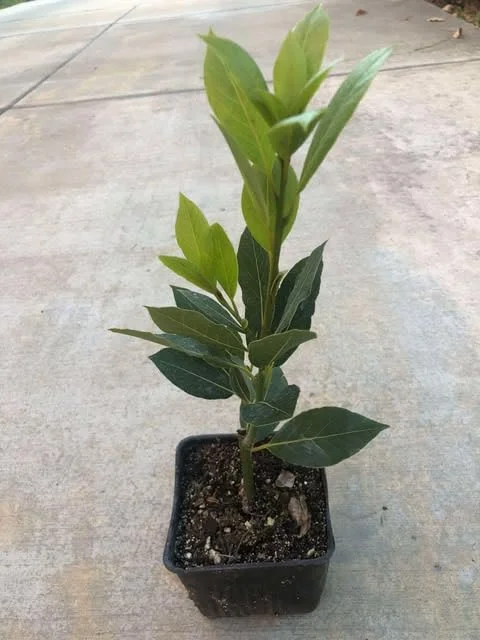 Laurus Nobilis Bay Leaf Live Plant, 14 Inch Tall from Bottom Pot, Bay Leaf Tree, Sweet Bay Laurel Herb Plant
