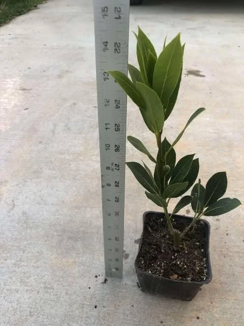 Laurus Nobilis Bay Leaf Live Plant, 14 Inch Tall from Bottom Pot, Bay Leaf Tree, Sweet Bay Laurel Herb Plant