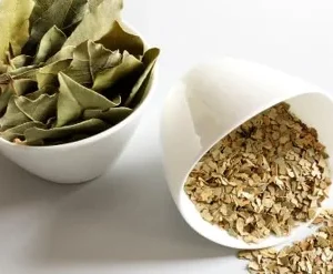 Laurus Nobilis Bay Leaf Live Plant, 14 Inch Tall from Bottom Pot, Bay Leaf Tree, Sweet Bay Laurel Herb Plant