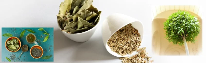 Laurus Nobilis Bay Leaf Live Plant, 14 Inch Tall from Bottom Pot, Bay Leaf Tree, Sweet Bay Laurel Herb Plant