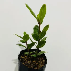Laurus Nobilis Bay Leaf Live Plant, 14 Inch Tall from Bottom Pot, Bay Leaf Tree, Sweet Bay Laurel Herb Plant