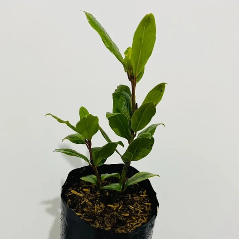 Laurus Nobilis Bay Leaf Live Plant, 14 Inch Tall from Bottom Pot, Bay Leaf Tree, Sweet Bay Laurel Herb Plant