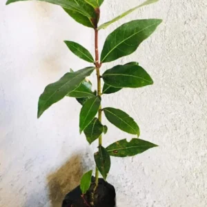 8"-1 Feet Bay Leaf Live Plant in Pot, Bay Leaf Tree, Sweet Bay Laurel Herb Plant, Laurus Nobilis Plant for Growing Indoor Outdoor, 1 Year Old